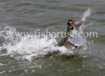 Fighting Tarpon.