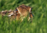 Brown Hare