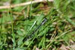 Common Blue Damselfly