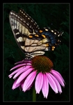Monarch