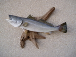 SPECKLED TROUT
