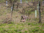 Short-eared Owl