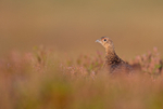 Red Grouse (f) - Lagopus lagopus