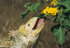 Land Iguana (Isabela island)