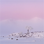Lone Tree at Dawn