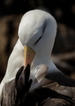 Albatross