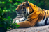 Amur Tiger - DSC_9522