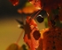 autum berry