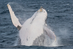 Whale Breach 4 0A3A0371