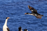 Imperial Shag flying into colony, Carcass Island, Falklands