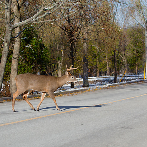 A day after the end of the deer hunting season, a big 8 pointer ambles across Gondola Point Road in Rothesay.