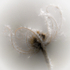 Single Frosty Teasel