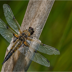 1st digital Four Spotted Chaser Cheryl Hewitt