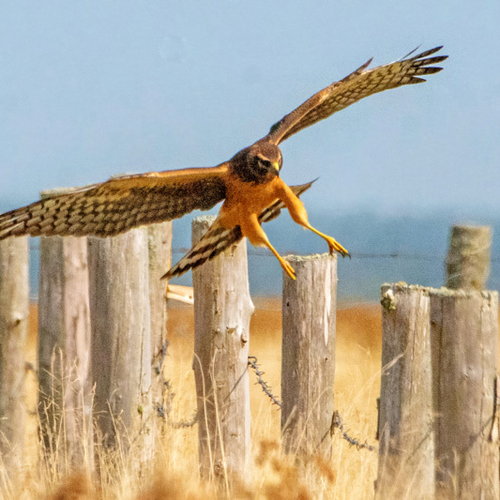 A juvenile Northern Harrier prepares to take a rest on fence post along the Tantramar Marsh near Sackville, New Bruns…