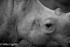 Rhinoceros