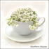 Hawthorn blossom