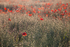 Poppies