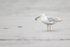 Glaucous-winged Gull with shell, Silver Salmon Creek, Alaska