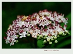 Sambucus ebulus 1