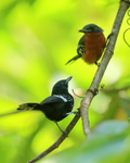 Dot-winged Antwren portfolio