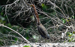 Rufescent-Tiger Heron
