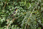 White-naped Brushfinch, Boquete, Panama