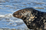 Atlantic Grey Seal
