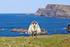Sheep at Glen Head