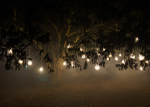 Wimpole lights 2021-54