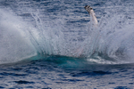 Humpback Splash 2.0A3A1129