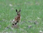 Hares 2018_0003