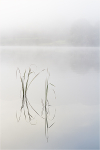 Still Waters