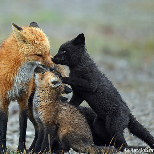 Vulpes Vulpes Vixen Kits Red Fox Black Fox
