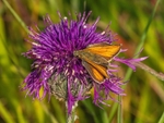 Small Skipper