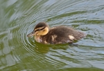 Mallard duckling