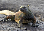 Marine Iguana 3
