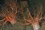 Psolus phantapus