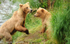 Mother and cub scared by a big male