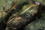 Modiolus modiolus
