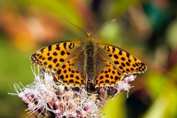 Queen of Spain Fritillary - Issoria lathonia