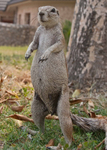 Ground Squirrel