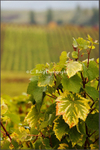 Autumn Vines 2