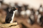 Southern Rockhopper Penguin overlooks colony, Saunders Island