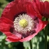 Poppy0365