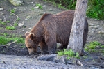 Brown Bear