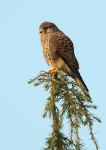 Common Kestrel