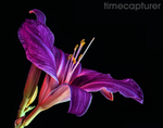 Lilac Lily