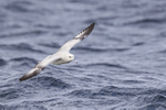 Southern Fulmar portfolio