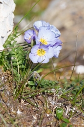 Northern Jacobs Ladder - Polemonium Boreale