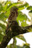 Common Potoo roosting, Costa Rica